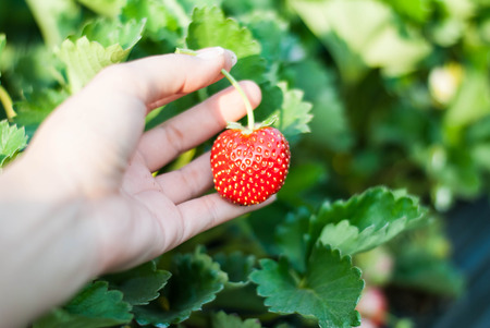 Close up shot Hand pick a branch of strawberry with planting strawberry backgroundの写真素材