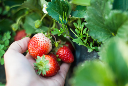 Close up shot Hand pick a branch of strawberry with planting strawberry backgroundの写真素材