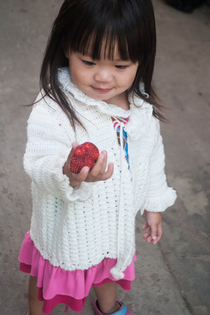 Cute Girl eating strawberries at organic farm on morning light ,Chiang Mai, Thailand.の写真素材