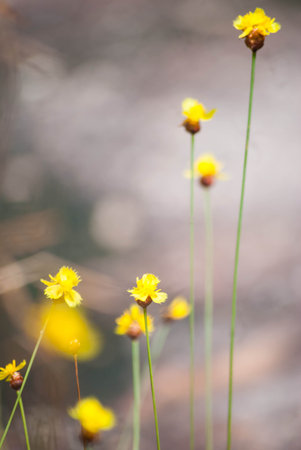 Field of grass flowers in the end of rainy season at the rocky plateau of Pha Tam National Park,...