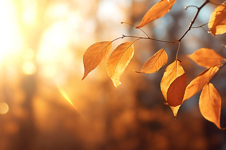Autumn background with yellow leaves and sun rays. Beautiful nature scene.の素材