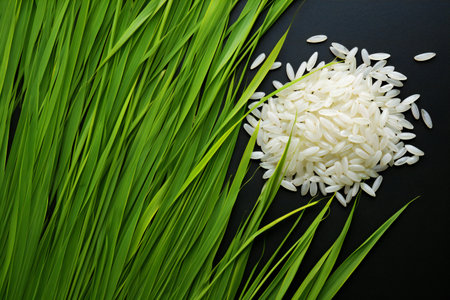 Rice grains and fresh green grass on black background, top viewの素材