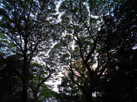 Huge shady trees , from mathale , Sri Lanka. These trees give very cold environment.