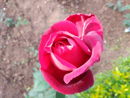 Roseの写真素材