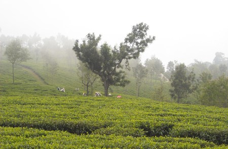 BEAUTIFUL TEA PLANTSの写真素材