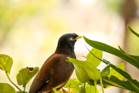 Myna bird sitting between the leavesの写真素材