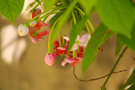 Pink Red Madhumalti (Combretum indicum) flowersの写真素材