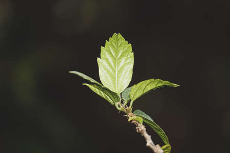 young leaves of a treeの写真素材