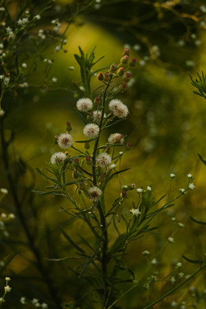 Conyza flower and green leaves