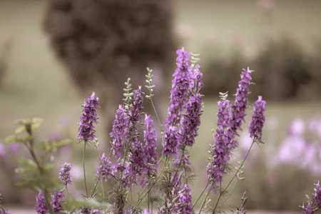 Wallpaper of light purple lavender flowers in the fieldの写真素材