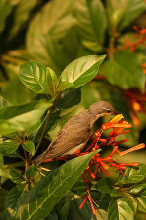 A brown robin sitting on the flowery branch of the tree enjoying the aroma of the flowersの写真素材