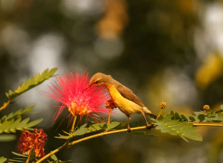 dusky honeyeater pollinating a pink flowerの写真素材