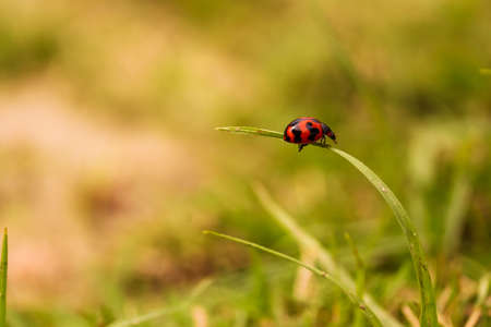 ladybug on grassの写真素材