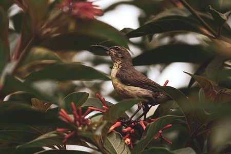 portrait of bird on a branchの写真素材