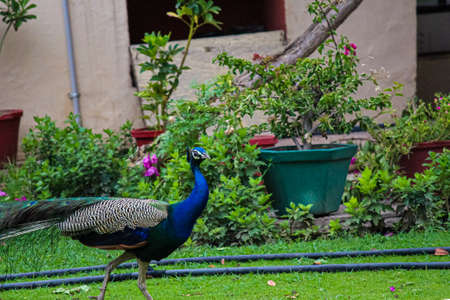 peacock in the gardenの写真素材