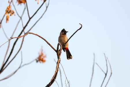 red vinted bulbul blackbirdの写真素材