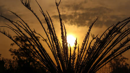 sunrise in the fieldの写真素材