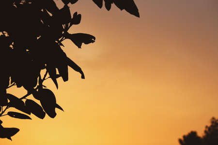 silhouette of a treeの写真素材