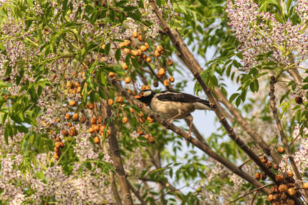 bird on a treeの写真素材