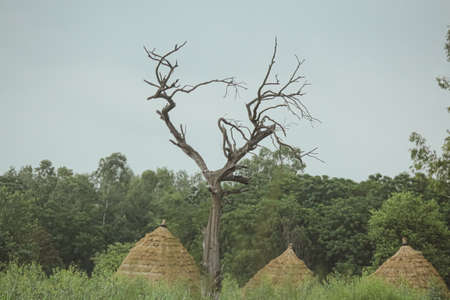 A leafless trees in the fieldの写真素材