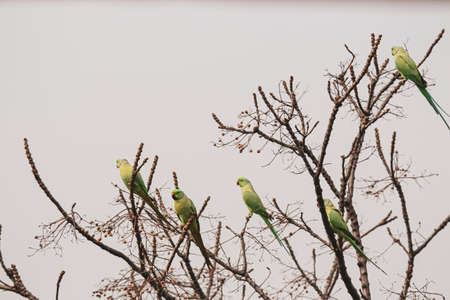 Social distancing among parrots(parrots sitting on separate branches of tree)の写真素材