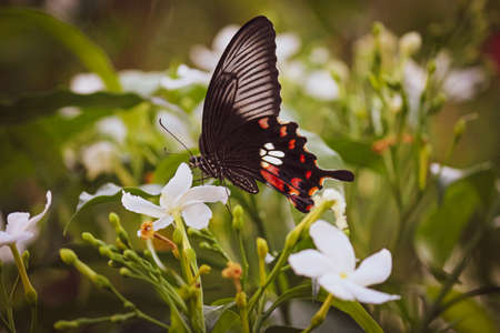 butterfly on a flowerの写真素材