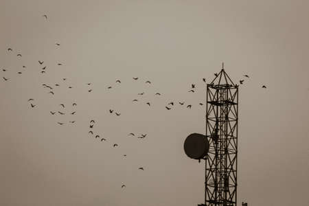birds flying around radio antenna towerの写真素材
