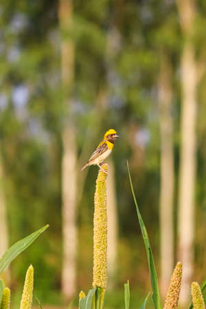 Yellow baya weaver posing on a cropの写真素材