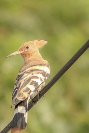 A Hoopoe posing while sitting on a wireの写真素材