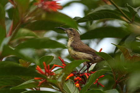 Brown-throated sunbird on a branchの写真素材