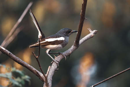 Magpie sitting on a leafless treeの写真素材