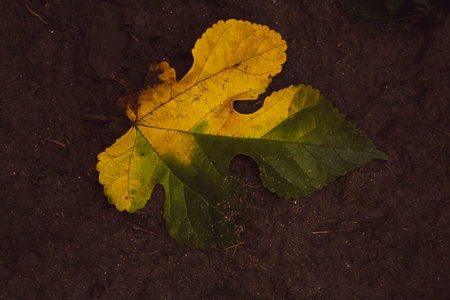 yellow leaf on the ground