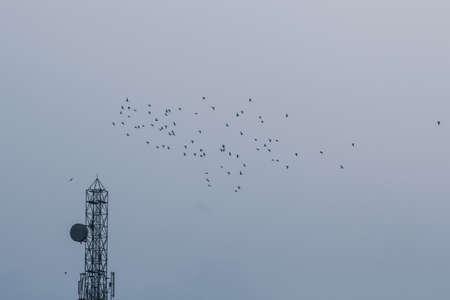 tower and birds flying  in the skyの写真素材