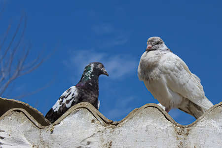 pigeon on a fence against skyの写真素材