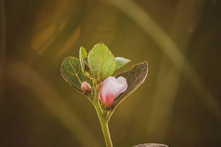 close up of pink Caesarweed Flower  bud surrounded by leavesの写真素材