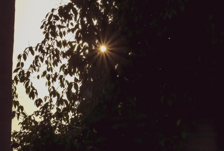 Silhouette of tree and sun rays emerging out of a tree