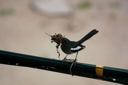 A young black-magpie sitting on a wireの写真素材