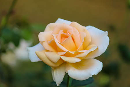 closeup of a rose in the gardenの写真素材