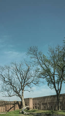 old tree in the parkの写真素材
