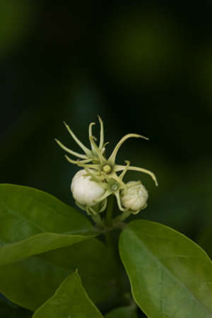 A closeup of  twig bulbの写真素材