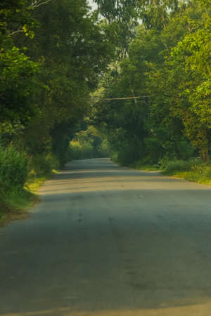 road in the forest:-A view of a curved road passing between the treesの写真素材