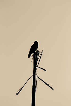 silhouette of a birdの写真素材