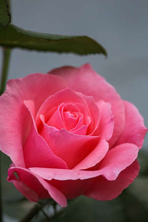 pink rose with water dropsの写真素材