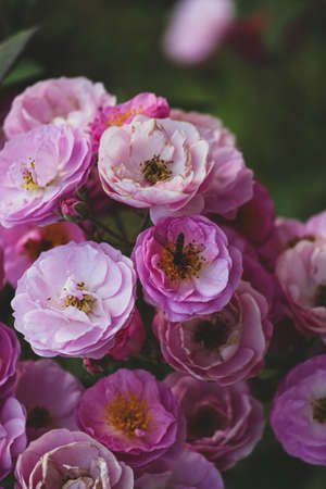 bouquet of pink rosesの写真素材