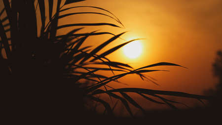 grass silhouette against the sunriseの写真素材