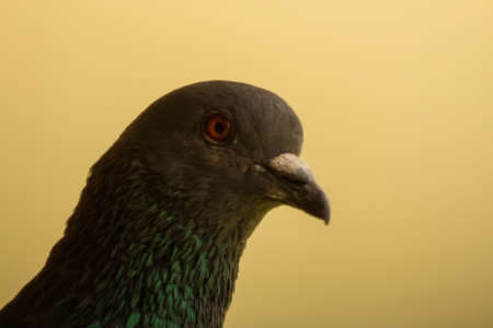 portrait of a pigeonの写真素材