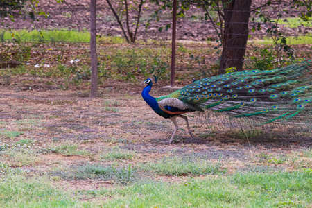 peacock with feathers in the fieldの写真素材