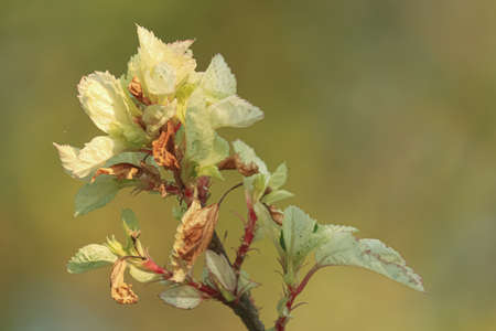 close up of snow queen hibiscus leavesの写真素材