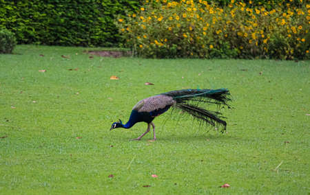 Peacock in the grassの写真素材