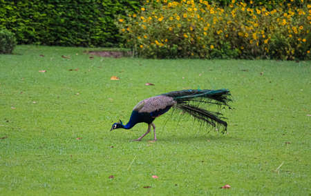 Peacock in the grassの素材 [FY310153686766]